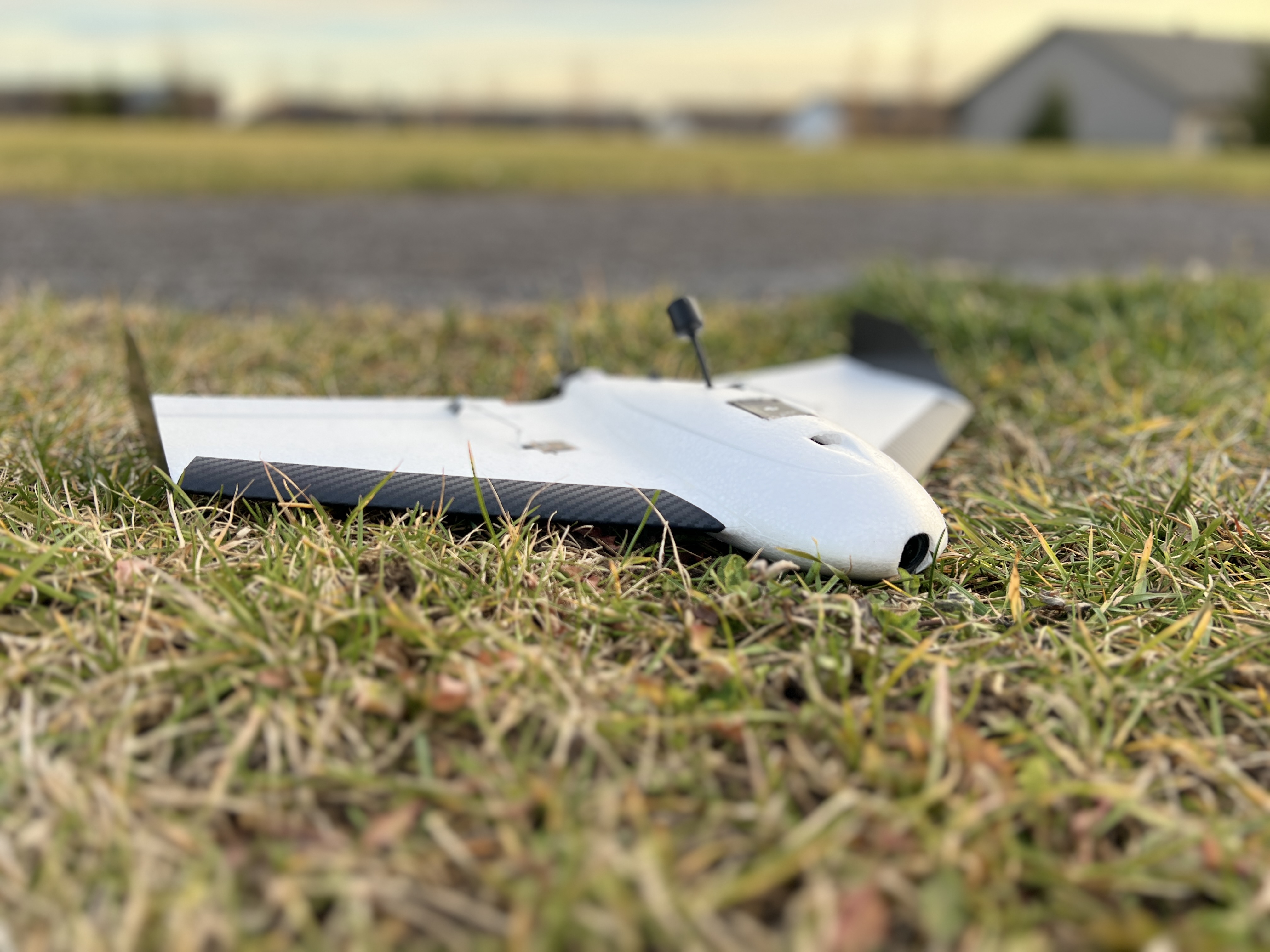 Flik Wing resting on grass at golden hour